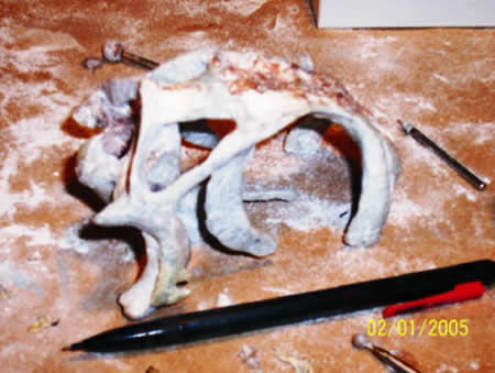 Back half of Shuvosaurus skull