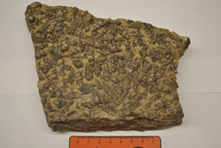 Fossiliferous Limestone