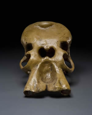 Dwarf Elephant Skull