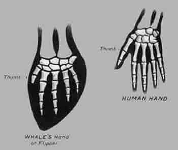Whale to Human hand comparison