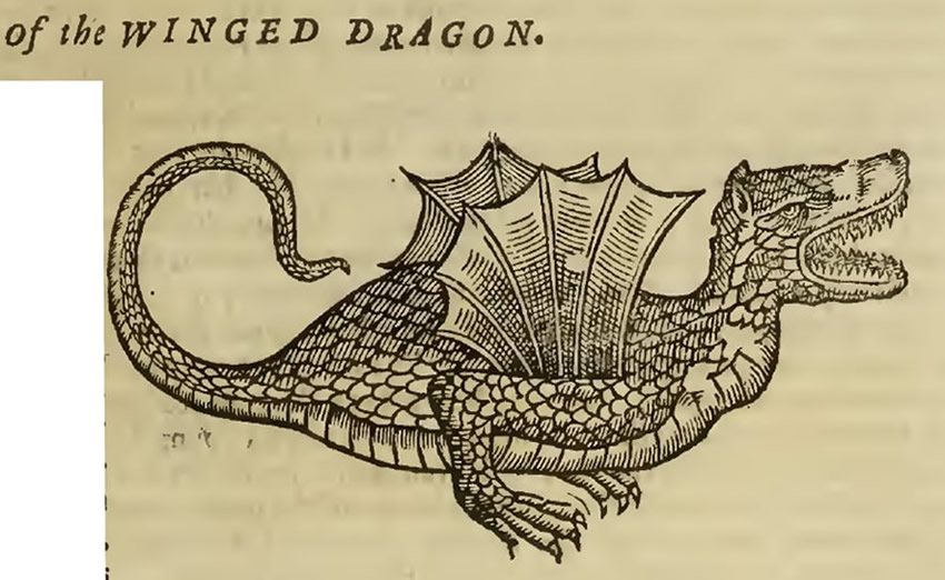 Topsell Dragon Illustration
