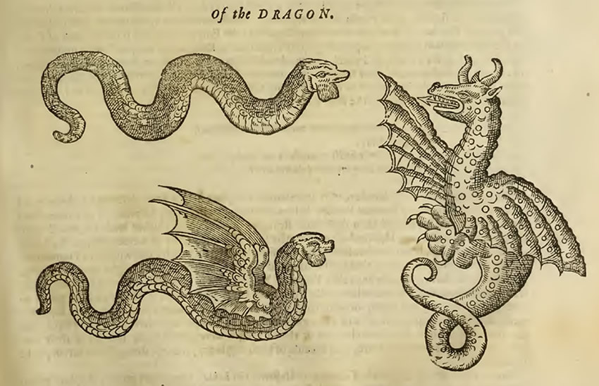 Topsell Dragon Illustration