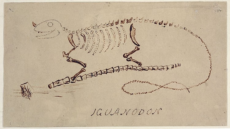 Iguanodon Sketch