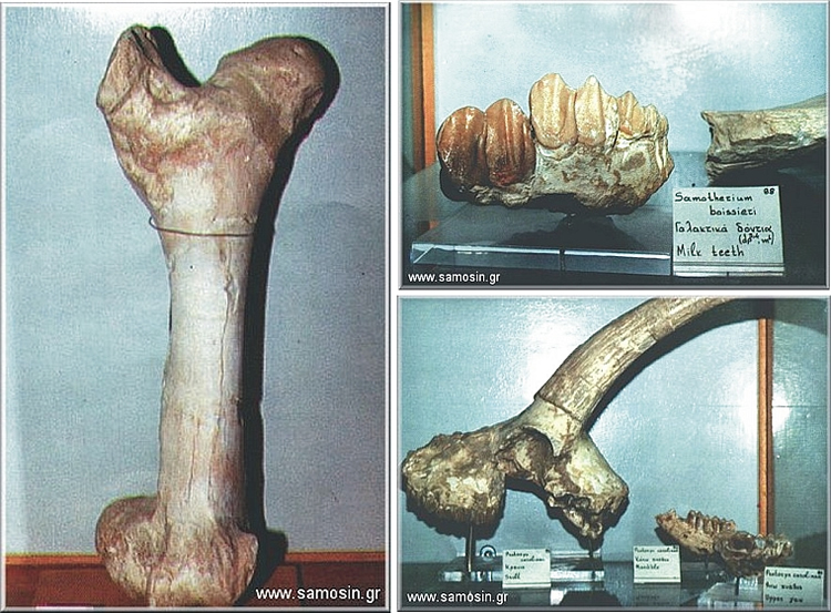 Samos Fossils