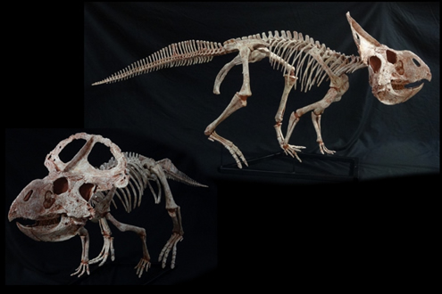 Protoceratops replica