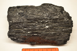 Coal