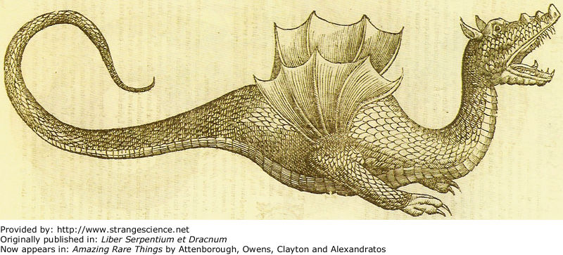 Ulisse Aldrovandi dragon