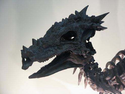 Dracorex