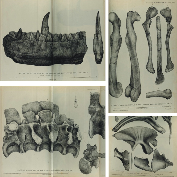 Megalosaurus