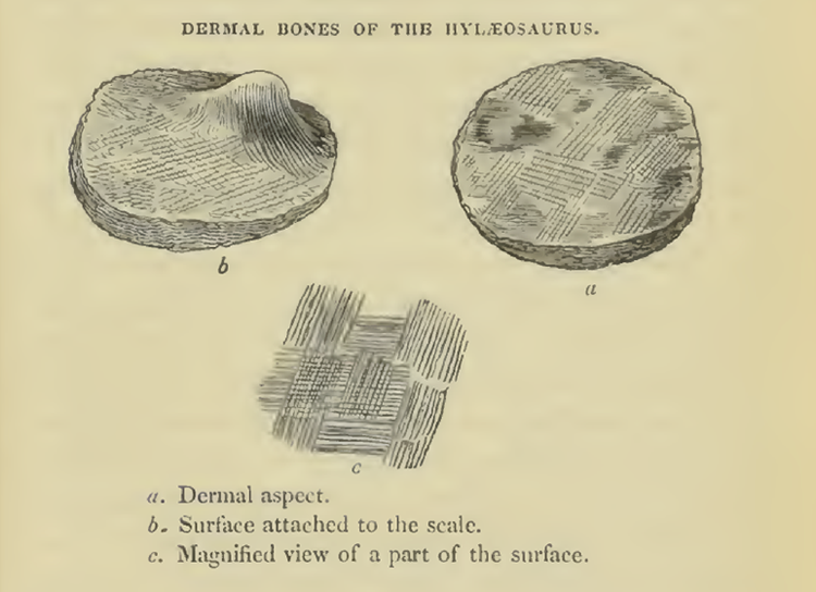 Hylaeosaurus scutes