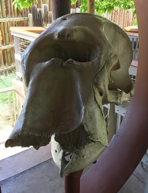 African Elelphant Skull