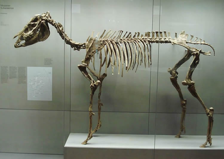 Hipotherium