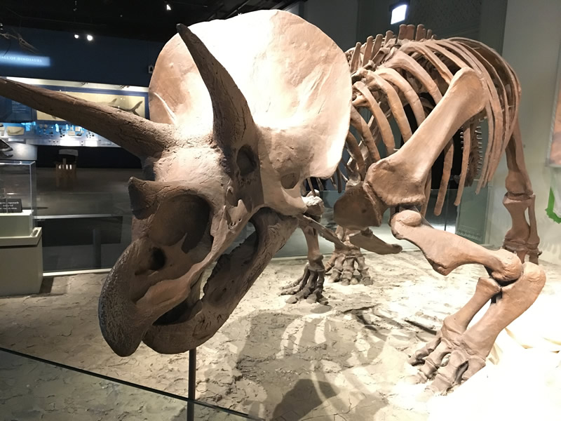 Triceratops