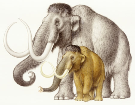 Dwarf Mammoth
