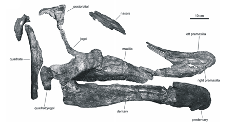 Augustynolophus Skull