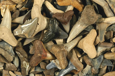 Shark Teeth