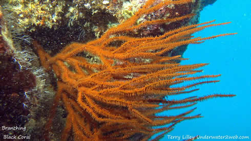 A black coral