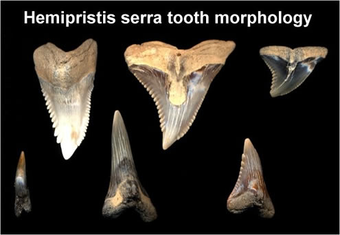 Shark Teeth